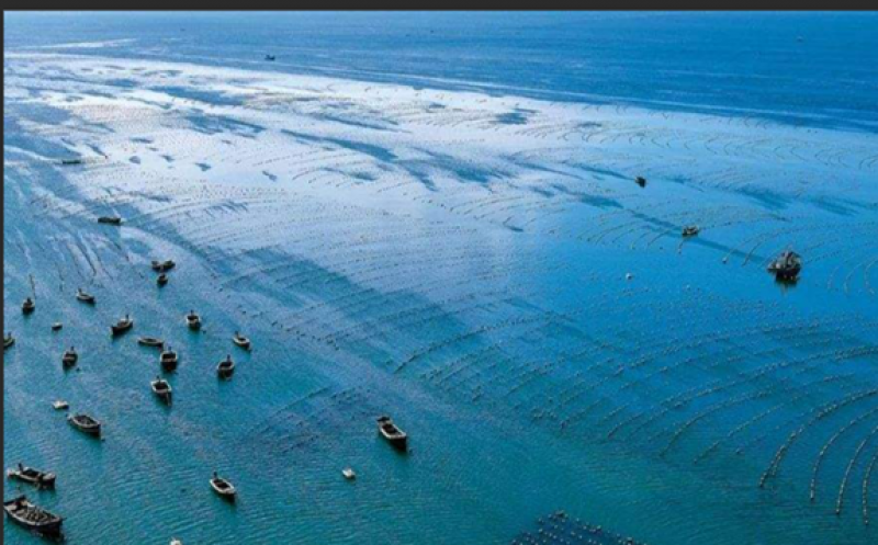 青岛完成投资23亿元，在建27处海洋牧场中21处被评为国家级海洋牧场示范区！