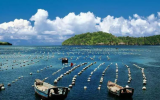 海南省海洋牧场试点项目管理暂行办法解析
