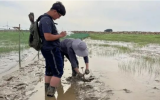 宁波首个蓝碳试点——杭州湾南岸海岸带碳汇调查、评估与价值核算项目通过专家验收