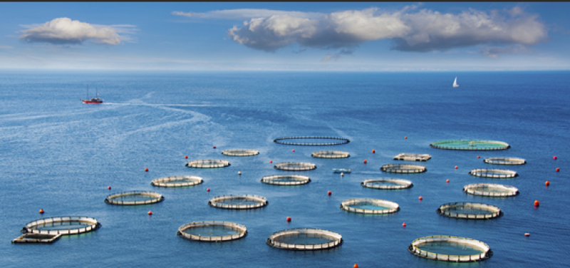 针对现代化海洋牧场作为新生事物和复杂的系统工程，提出潜在风险与建议