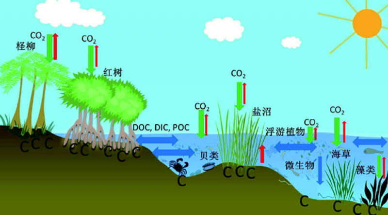 《浙江省海洋碳汇能力提升指导意见》发布！