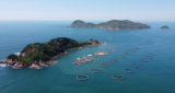 现代化海洋牧场筑牢南粤粮仓，助力实施百县千镇万村高质量发展工程