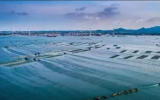 海上风电与海洋牧场应如何融合？