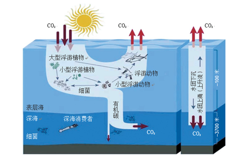 自然资源部发布“蓝碳系列技术规程” 充分发挥海洋的固碳作用