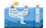 自然资源部发布“蓝碳系列技术规程” 充分发挥海洋的固碳作用