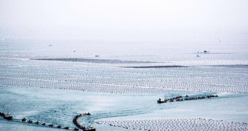 人工鲸落型海洋牧场理念与建设内容探索