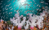 耗资 6500 万加元！加拿大组织启动海洋生物燃料研究项目
