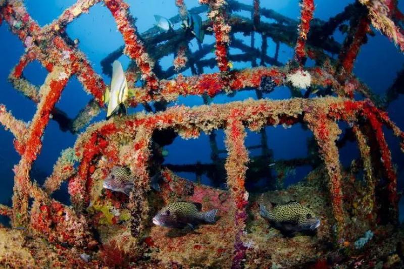 浅谈海洋石油退役平台造礁与海洋牧场建设