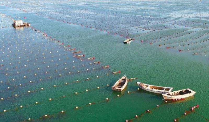 青岛上半年海洋生产总值：完成2479.4亿元