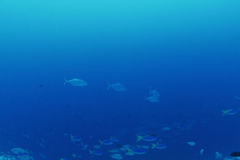 推进海洋强国建设，着力打造蓝色发展新动能