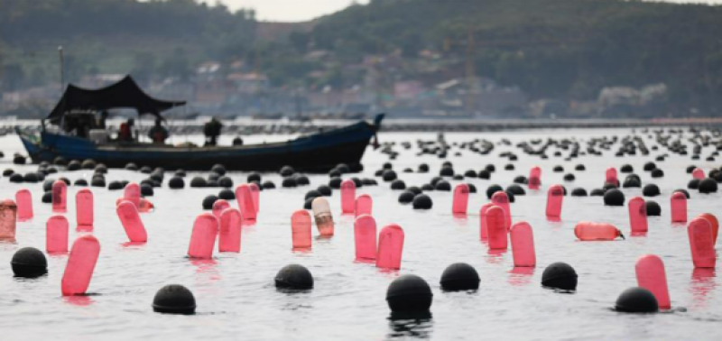 补助上限2000万元！辽宁大力发展海洋牧场