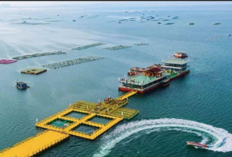 广东：加快现代化海上牧场建设步伐，助力推动大湾区农渔业协同高质量发展