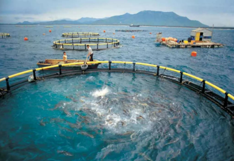 江苏省：关于印发加快推进海洋渔业发展若干措施的通知