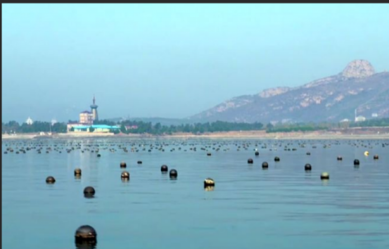 山东省内首笔海洋碳汇预期收益权质押项目贷款发放