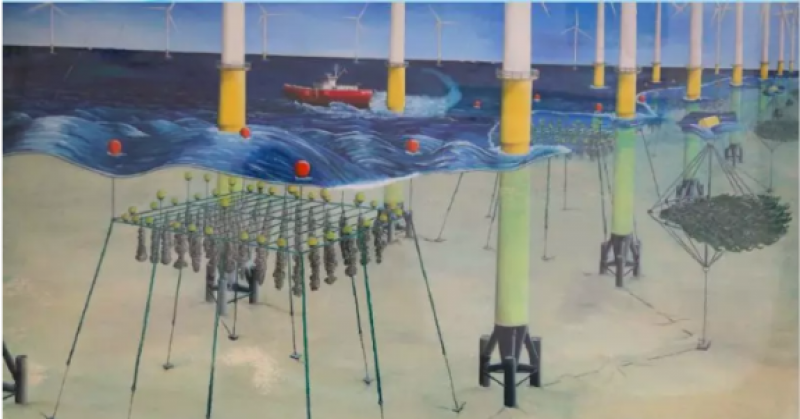 新鲜融合：Kriegers Flak海上风电场开始收货海藻