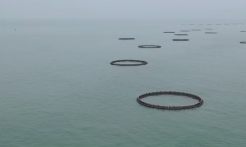 全国人大代表程开敏：大力发展海洋牧场，提高海洋资源利用新空间