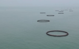 全国人大代表程开敏：大力发展海洋牧场，提高海洋资源利用新空间