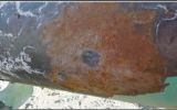 海底管道海洋腐蚀环境——海生物