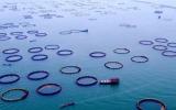 索安宁：海洋牧场海域使用管理问题初探