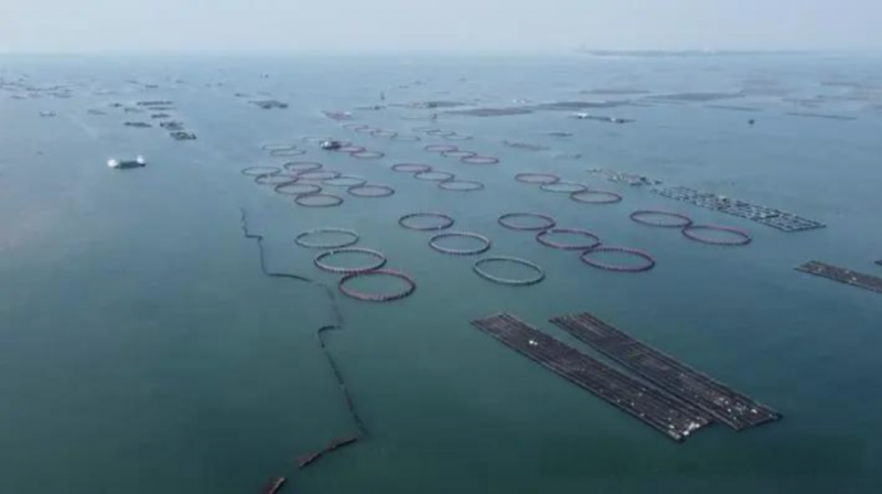 广西计划新增深远海养殖水体300万立方米 加快建设海洋牧场步伐