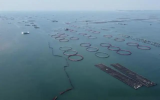 广西计划新增深远海养殖水体300万立方米 加快建设海洋牧场步伐