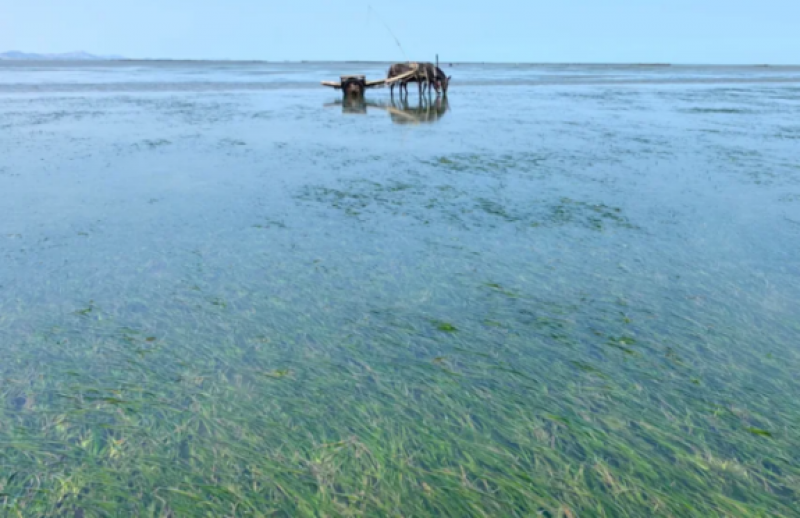 山东在国内率先部署启动全省域海洋碳汇资源调查工作