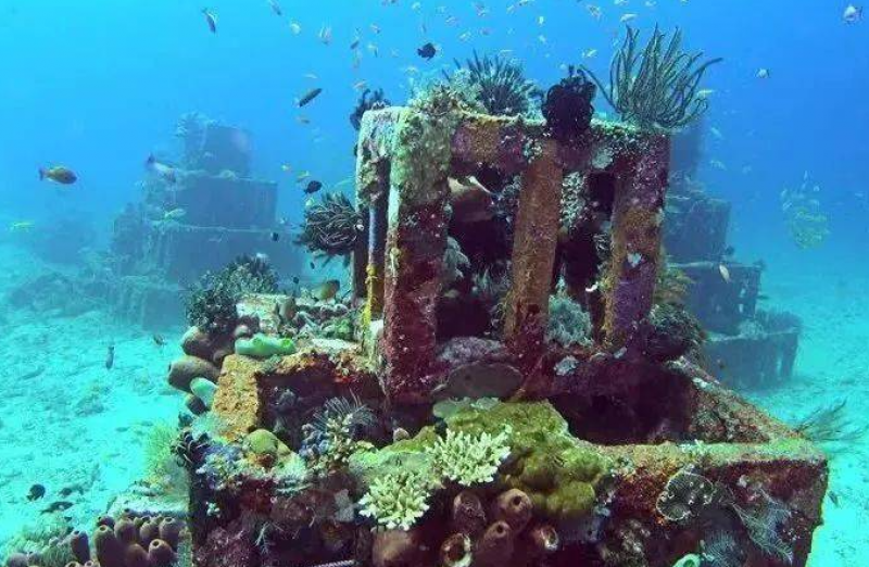 大神堂海洋牧场人工渔礁区生物种群多样性不断丰富