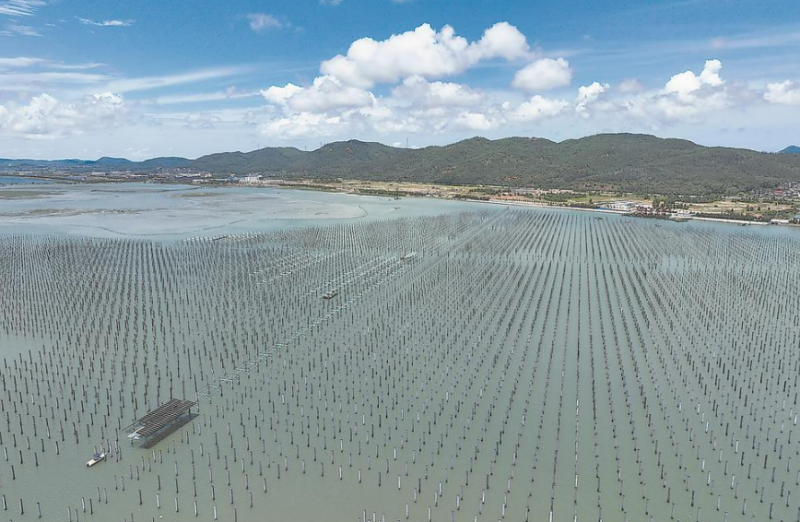 海上光伏项目大盘点