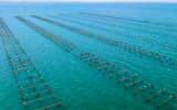 现代化海洋牧场用海开放程度分类