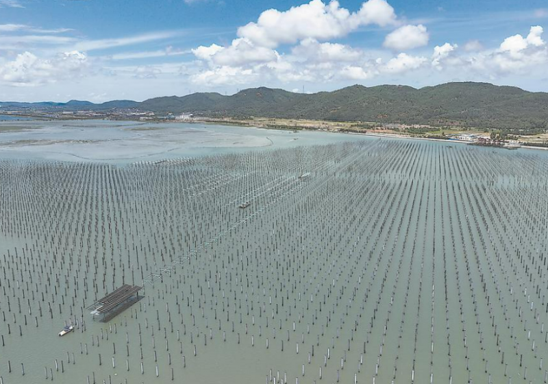 福建东山：信用“串联”金融活水涌动海洋产业