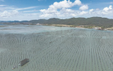 福建东山：信用“串联”金融活水涌动海洋产业