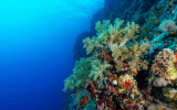 海上风电场的生态创新增强生物多样性