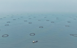 湛江市首个现代化海洋牧场物联网监测系统投用